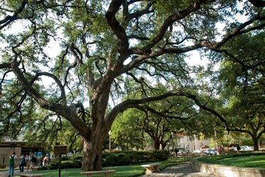 Battle Oaks